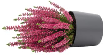 DECOALIVE Planta Natural de Brezo – Calluna Decorativa y Resistente
