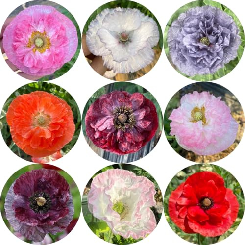 klatschmohnsamen für sonnige plätze klatschmohn, winterhart draußen gartenblumen, kräuterpflanzen seltene, wohnzimmer deko schnittblumen 75pcs
