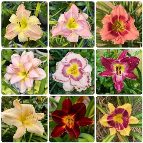 Semi di daylily, Hemerocallis fulva, balcone resistenti perenni agli emerocallidi, 450pcs
