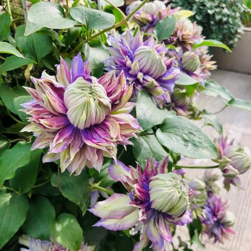 Bulbi di clematide, clematide bulbosi rari all'aperto decorazioni da giardino per esterni giardino in vaso in vaso da balcone resistenti al 5pcs