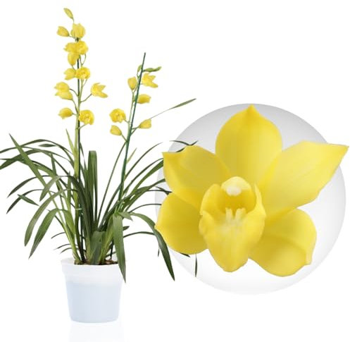 Gelbe Cymbidium Orchideen, 1 große Zimmerpflanzen aus Holland, 60-70 cm hoch, 14 cm Topf, mit Blüten und duftend (keine künstliche Orchidee, ohne Dünger und Topf, kein Samen und nicht winterhart)