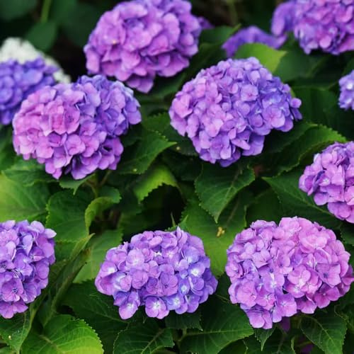 semillas hortensia de silvestres, siembra de otoño, resistentes silvestres balcón semillas, siembra otoño Parterres 180pcs