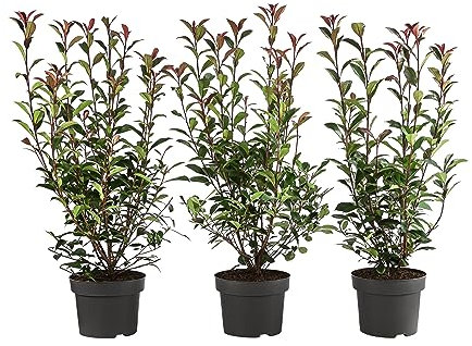 Dehner Purpur-Glanzmispel Carre Rouge, für 1 Meter Hecke, 40-60 cm, 3 x 5 l Topf, Heckenpflanze