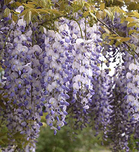 Chinesischer Blauregen 40-60cm - Wisteria sinensis - lebende Gartenpflanze aus den Baumschulen
