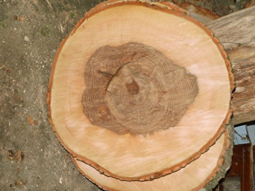 KJR Holzmanufaktur Baumscheibe, Holzscheibe, ca.50x5 cm, basteln, Holz, Esche