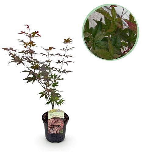 Pianta da terrazzo - Acero giapponese - Acer palmatum Atropurpureum - Viola - 1 Pianta - Decidua - 60-70cm - Ø25cm - Pianta da giardino