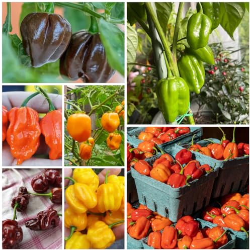 semillas de habanero orgánicas, chile, resistentes y raras, chile, exóticas resistentes, decoración de jardín para 50pcs