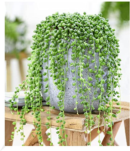 BALDUR Garten Erbsenpflanze Senecio rowleyanus, 1 Pflanze, Perlenkette, Perlenschnur, Sukkulente, Grünpflanze, mehrjährig - frostfrei halten, pflegeleicht, Wasserbedarf gering