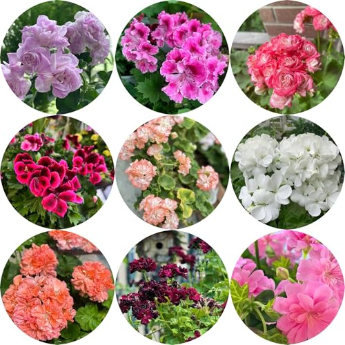 semillas de geranio colgante - pelargonium - raras, decoración de sala de estar, para bancales elevados en resistentes al aire libre 50pcs