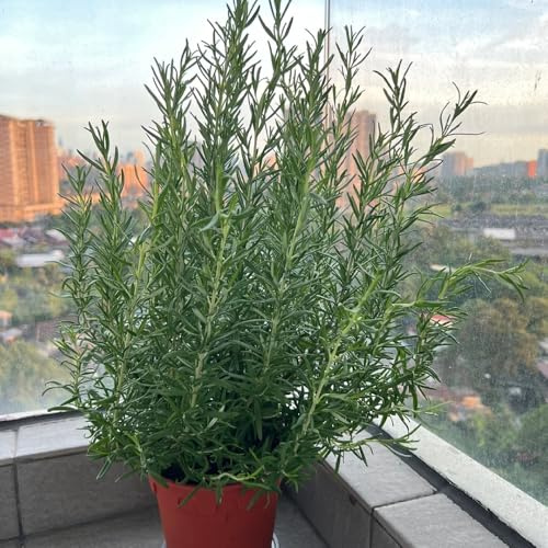 semillas de romero organicas - rosmarinus - aromáticas, aromáticas colgantes de romero Balcón con jardín, perennes resistentes 125pcs
