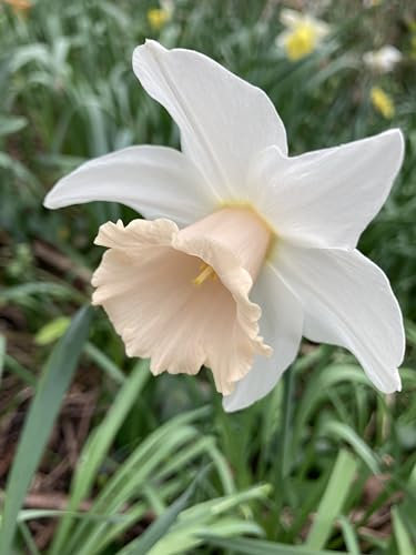 20 Daffodil Bulbs 'Pastel Gem' (Narcissus) Free UK Postage