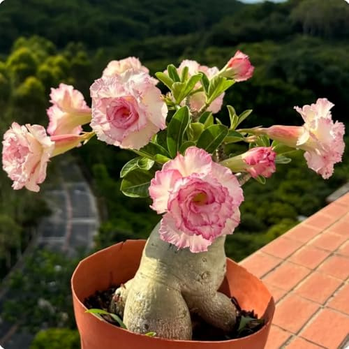 Brillantes Wüstenrose-Rhizom, Winterhart Mehrjährig, Pflegeleicht, Kein Gießen erforderlich, Schnell-Wachsend, Atemberaubende Gartendekoration-1 Rhizom-H