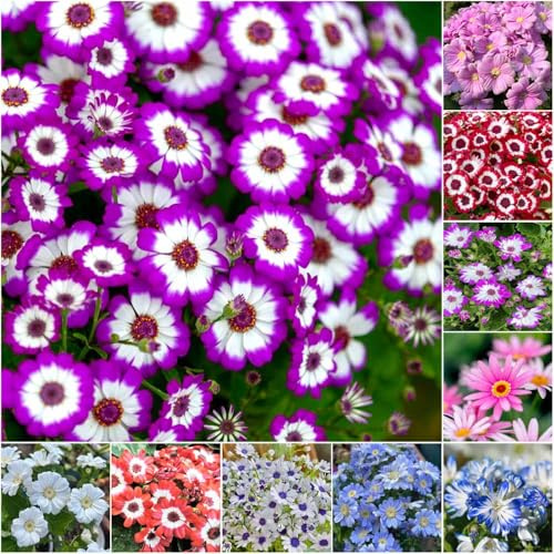 Semillas de Cineraria - Semillas de silvestres, decorativas exóticas resistentes cineraria interior - Serie Raras 100pcs