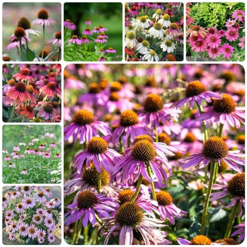 400 pcs sonnenhut blumen samen - bonsai topf balkonpflanzen Echinacea purpurea, ausgefallene geschenke gartenblumen mehrjährig winterhart bienenwiese bienenfreund flowers pflanzensamen