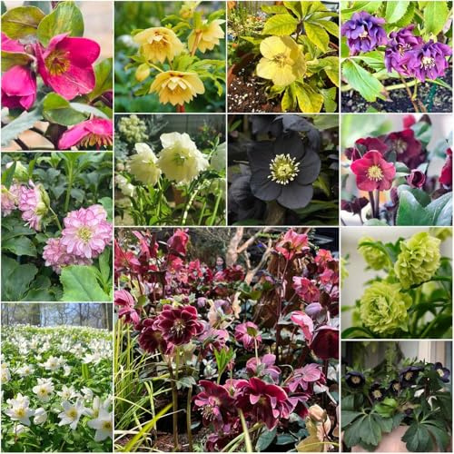 christrosen winterhart pflanzensamen frühlingsblumen bonsai zimmerpflanze balkondeko gartenpflanzen schnittblumen indoor garden blumenwiese 50samen