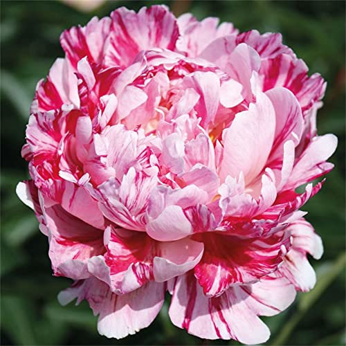 Pfingstrosen Zwiebeln, Mysteriöse magische Glühbirne, Lebende Pflanzen,Seltene Pflanze,Mehrjährige Blumenzwiebel ist winterhart,Leicht Zu ZüChten,Exotisch, Blumenzwiebel Mix,Hausgarten,-10zwiebeln-E