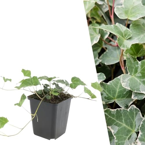 Plants by Frank Hedera Helix Glacier, 48x Efeu Pflanzen, Ø 9 cm | Weißgrüner Efeu, Kletterpflanze Winterhart Mehrjährig Immergrün, Bodendecker, Staude, Gartenpflanze, Topf 9 cm, Höhe: 15 cm