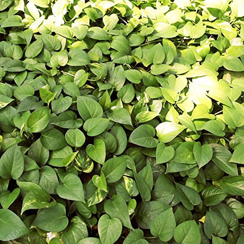 semi giardino Epipremnum aureum - Pothos di rocce decorativi interni giardino interni esotici resistenti decorazione balcone letti 50pcs