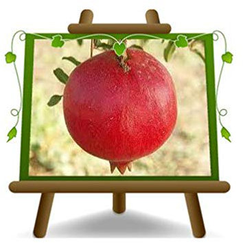 EURO PLANTS VIVAI Grenadier Parfianka plante fruitière en pot 20 cm hauteur maximale 170 cm - Âge 2 ans