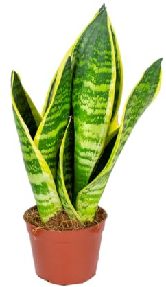 Bloomique - Sansevieria Superba - Bogenhanf - Sukkulenten - Zimmerpflanzen - Sehr Pflegeleicht - Höhe 20-30 cm - Topf 9 cm