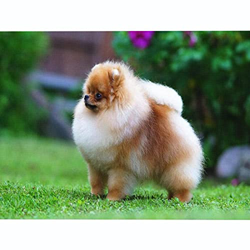 kreuzstich stickpackungen vorgedruckt bilder kinder erwachsene anfanger Eichhörnchen Hund kreuzstich set diy 11ct Baumwolle Stoff Vorsortierte Garne SchlafzimmerInnendekoration (40×50cm)
