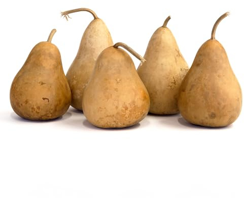 Box of 5 Dried Martin Gourds - 4 Inches in Diameter, Natural Dried Gourds for Crafts, Gourd Art, and Decorating