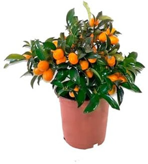 Kumquat Árbol Frutal Citrus Fortunella Margarita Naranjo Enano