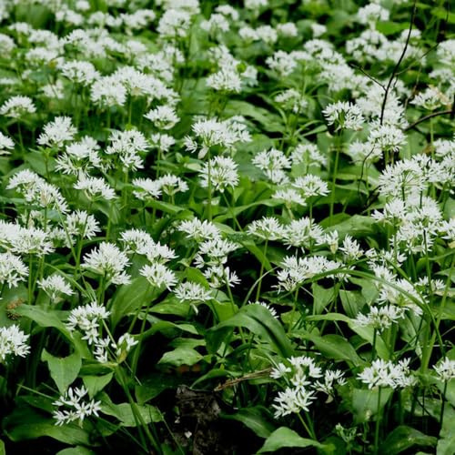semillas de ajo silvestre perenne - balcón invernadero jardín para camas elevadas 100pcs