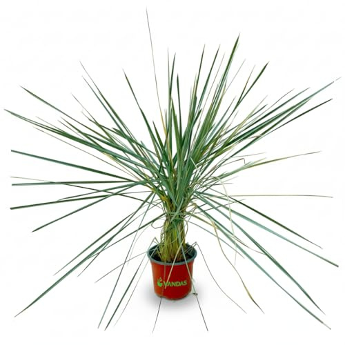 VANDAS Elymus Glaucus – Segale Selvatica Blu | Erba Ornamentale Rustica | Portamento Elegante e Naturale | Made in Italy