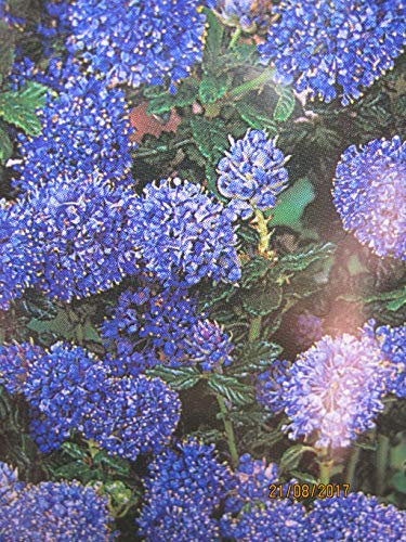 Ceanothus Blue Mound - Säckelblume Blue Mound