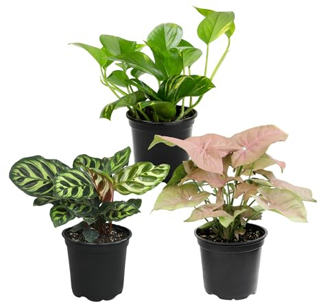 Altman Plants Deluxe Houseplants (3 Pack), Assorted Popular Live Indoor Plant Varieties, Easy Plant Care, 4.25 in Pots