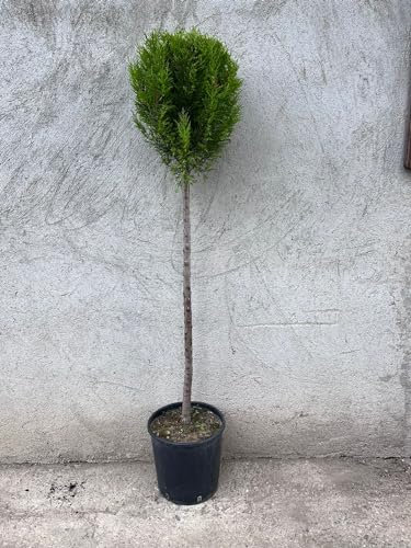 Piante di Cipresso Goldcrest, Piante ad Alberello H150cm, Arte Topiaria, cupressus goldcrest wilma, Piante vere.