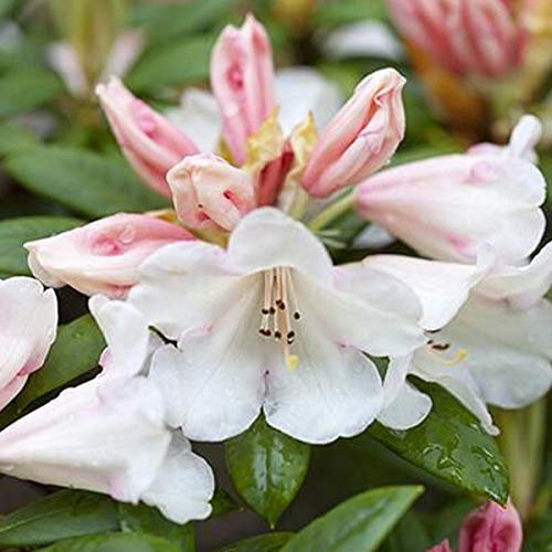Rhododendron 'Grumpy' 30-40 cm en conteneur