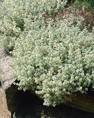 Thymus x cherlerioides 'Duftkissen' 9x9 cm Topf – Winterhart, Mehrjährig, Pflegeleicht – Polsterthymian – Bodendecker für Steingarten & Fugen