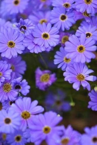 Blaues Gänseblümchen Brachyscome iberidifolia 100 Samen