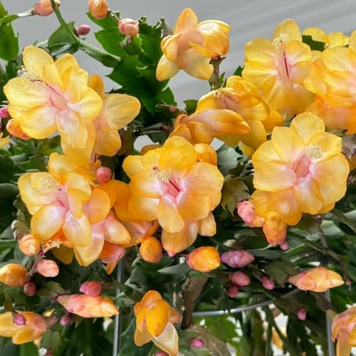 semillas de cactus de Navidad - Parterre variedades antiguas decoración ornamentales jardín primavera lugares soleados raras balcón mariposas 550pcs