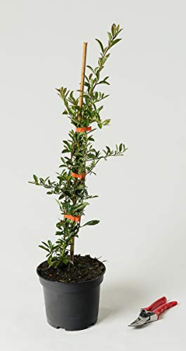 Feuerdorn Orange Charmer - Pyracantha Orange Charmer 40-60 cm hoch - Garten von Ehren
