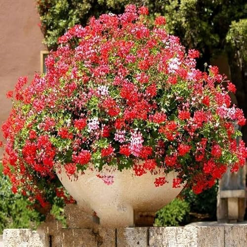TRTO 5 Seeds F2 Geranium Mix Pelargonium peltatum Fast Growing Hanging Baskets for Planting Garden Yard Patio and Useful for Gifts