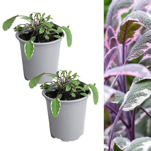 Carbeth Plants - 2 x Sage Tricolour Herb Plant in 9cm Pots - Aromatic Easy to Grow Variegated Salvia Officinalis Tricolor - Fresh Edible Garden Ready Evergreen Herb Shrub to Flavour Your Cooking