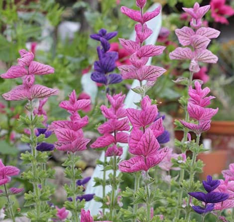 Semi frais - Clory Salvia - 200 semi - Salvia Horminum