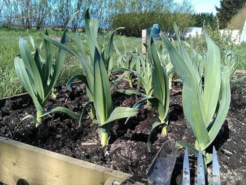 Buy4seeds 5 Seed Elephant Garlic Seeds/Corms Naturally Grown Seeds/with Easy Growing MethodUseful for Gardening(5 Seeds)