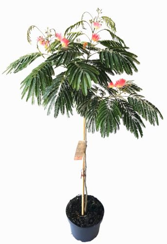 Albizia julibrissin Ombrella, Seidenbaum, Schlafbaum, Seidenakazie, Höhe: 110-120 cm + Dünger