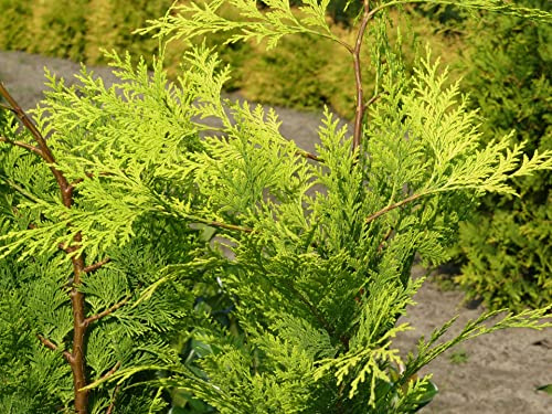 Chamaecyparis lawsoniana Ivonne - Gelbe Scheinzypresse Ivonne - 80-100cm