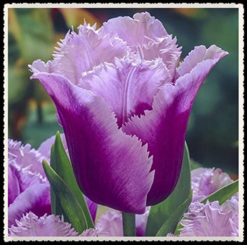 Tulip Bulbs-Romantic purple flowers, wonderful gardening planting flowers, surprise Valentine's Day gifts-5 Bulbi,3:Seeds only