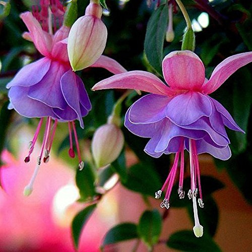 Sac De Graines De Fuchsia À Doubles Pétales Violets Belles Graines De Fleurs Plantes En Pot Jardin Potager