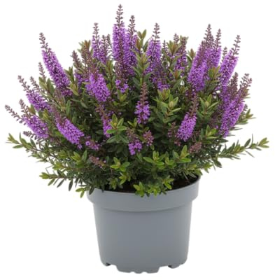 Hebe Arbusto Natural – Ideal para Jardín y Terraza con DECOALIVE