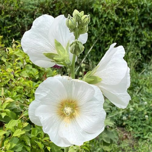 semillas de malva real de interior la decoración la oficina jardín resistentes en jardín rocas raras variedades tradicionales interior 50pcs