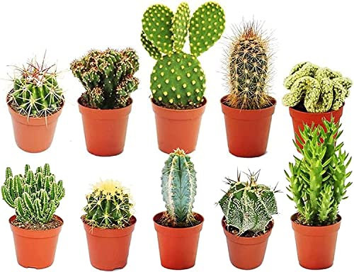 KAKTEEN SAMMLUNG - 10 X VERSCHIEDENE KAKTEEN SORTEN