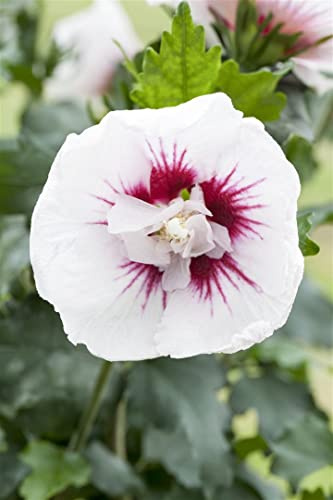Gartenhibiskus Hibiscus syriacus Lady Stanley 40-60 cm winterhart | Große weiße Blüten mit rotem Auge, sonnig bis halbschattig, blühfreudig, schnittverträglich, bienenfreundlich