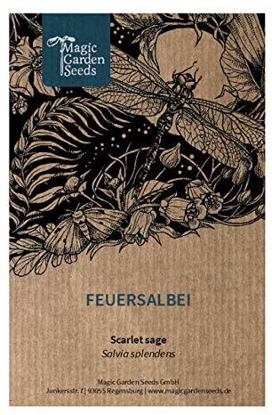 Feuersalbei (Salvia splendens) - ca. 50 Samen